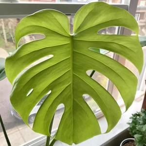 Meet your Posher, Ian